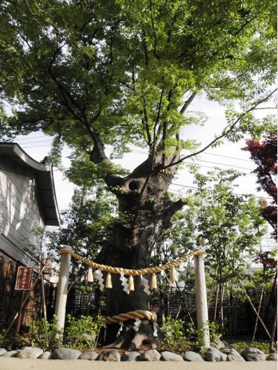神奈川安産祈願の溝口神社の有名なけやき